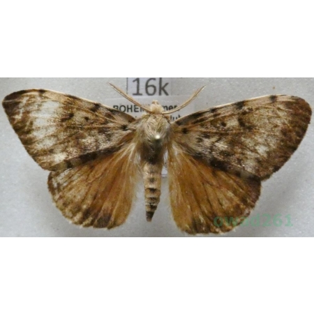 Lymantria dispar (Linnaeus, 1758) male Brudnica nieparka Czech16k